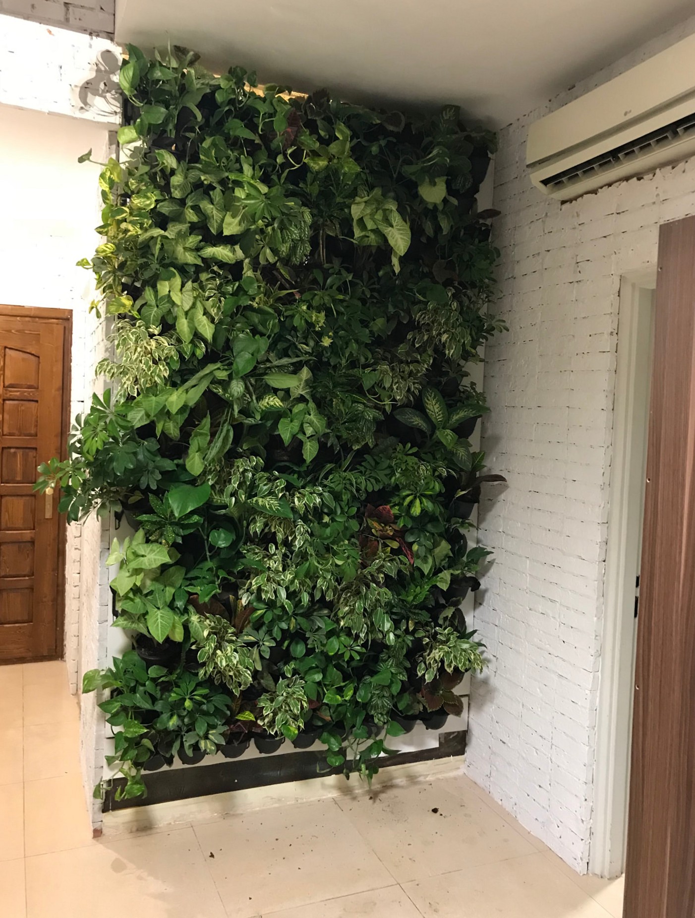 Green wall view from the entrance corridor at Engineer Manzouri's office
